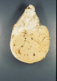 Notholepiota areolata image