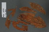 Image of Asterostomella grewiae