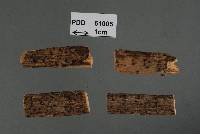 Pyrgostroma shearii image