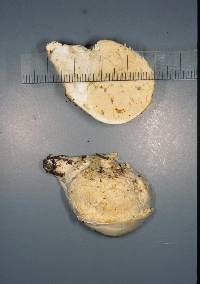 Notholepiota areolata image