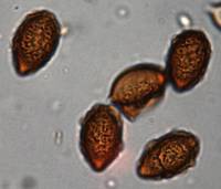 Descomyces albus image