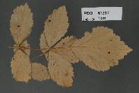 Phragmidium shogranense image