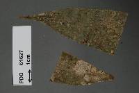 Image of Asterostomula patula