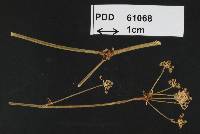 Puccinia platytaeniae image