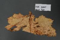Puccinia embergeriae image