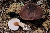 Tylopilus formosus image