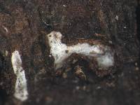 Propolis farinosa image