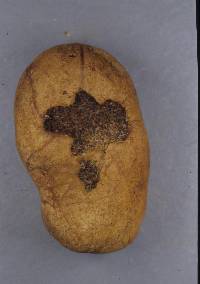 Rhizopogon luteolus image