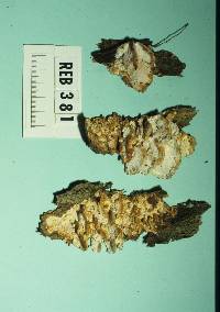 Diplomitoporus cunninghamii image
