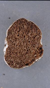 Descomyces albus image