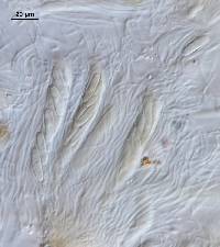 Propolis farinosa image