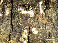 Propolis farinosa image