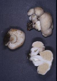 Notholepiota areolata image