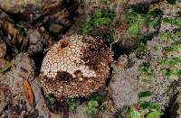 Lycoperdon compactum image