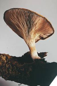 Panus purpuratus image