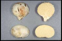 Gymnomyces redolens image