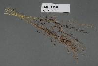Microbotryum nepalense image