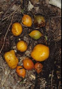 Cortinarius peraurantiacus image