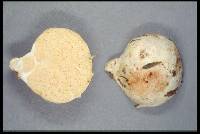 Gymnomyces redolens image