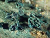 Image of Chlorociboria halonata