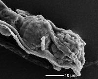 Dingleya phymatodea image