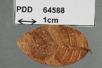 Mycosphaerella guettardina image