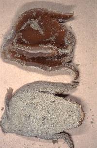 Peziza ammophila image