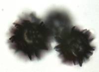 Gymnomyces cristatus image