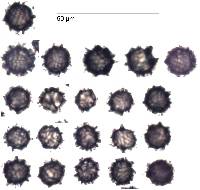 Gymnomyces cristatus image