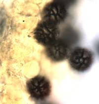 Gymnomyces cristatus image
