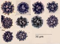 Gymnomyces cristatus image