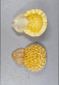 Cyttaria gunnii image