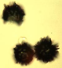 Gymnomyces cristatus image