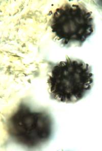 Gymnomyces cristatus image