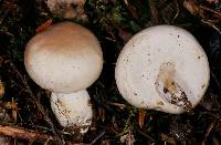 Notholepiota areolata image