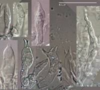 Gymnomyces cristatus image