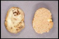 Gymnomyces fuscus image