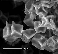 Entoloma gasteromycetoides image