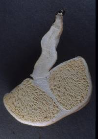 Notholepiota areolata image