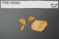 Gymnomyces cristatus image