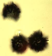 Gymnomyces cristatus image