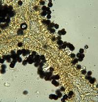 Gymnomyces cristatus image