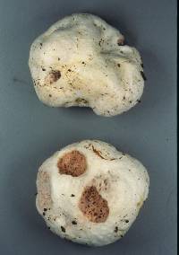 Entoloma gasteromycetoides image