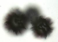 Gymnomyces cristatus image