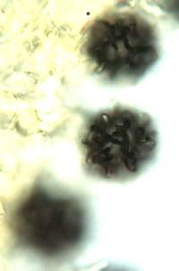 Gymnomyces cristatus image