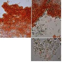 Entoloma gasteromycetoides image