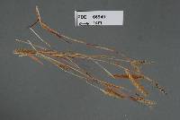 Image of Sporisorium amaurae