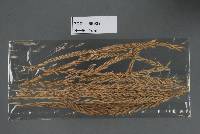 Image of Macalpinomyces eragrostiellae