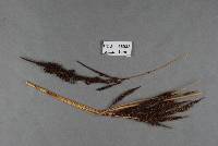 Image of Farysia corniculata