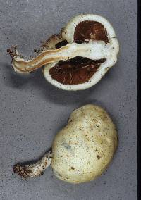 Psilocybe weraroa image